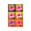 Flower NIGHT HIBISCUS Wall Art Decor Peel & Stick Removable Repositionable Frameable Home Decor Gift