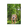 TIGER Wall Art Decor Peel & Stick Removable Repositionable Frameable Home Decor Gift