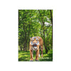 TIGER Wall Art Decor Peel & Stick Removable Repositionable Frameable Home Decor Gift