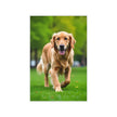 GOLDEN RETRIEVER Wall Art Decor Peel & Stick Removable Repositionable Frameable Home Decor Gift