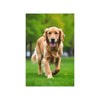 GOLDEN RETRIEVER Wall Art Decor Peel & Stick Removable Repositionable Frameable Home Decor Gift