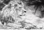 Lion Mural Wallcovering #13 | 3D Home Wall Decor | B & W | 9+ Sizes | 7 Materials