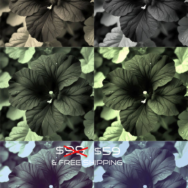 Flower PETUNIA BLACK VELVET Wall Art Decor Peel & Stick Removable Repositionable Frameable Home Decor Gift