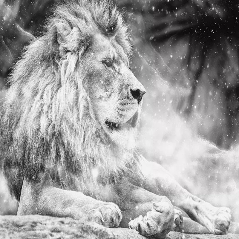 Lion Mural Wallcovering #13 | 3D Home Wall Decor | B & W | 9+ Sizes | 7 Materials